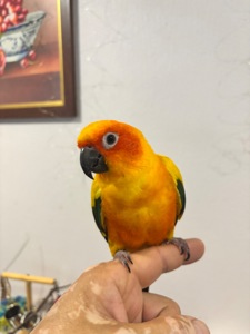 Сонячний аратинг