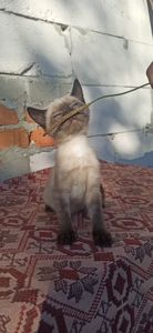 Метис сіамської кішки