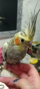 Корела пташеня Фіма