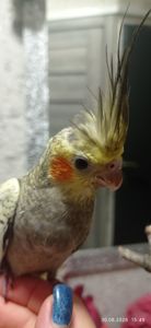 Корела пташеня Фіма
