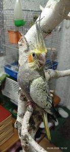 Корела пташеня Фіма