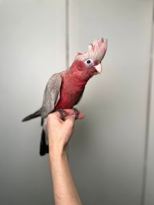 Розовые какаду Гала, ручной какаду, говорящий какаду, домашний попугай, ласковые птички с доставкой