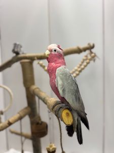 Розовые какаду Гала, ручной какаду, говорящий какаду, домашний попугай, ласковые птички с доставкой