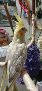 Корела 3 міс Петрик