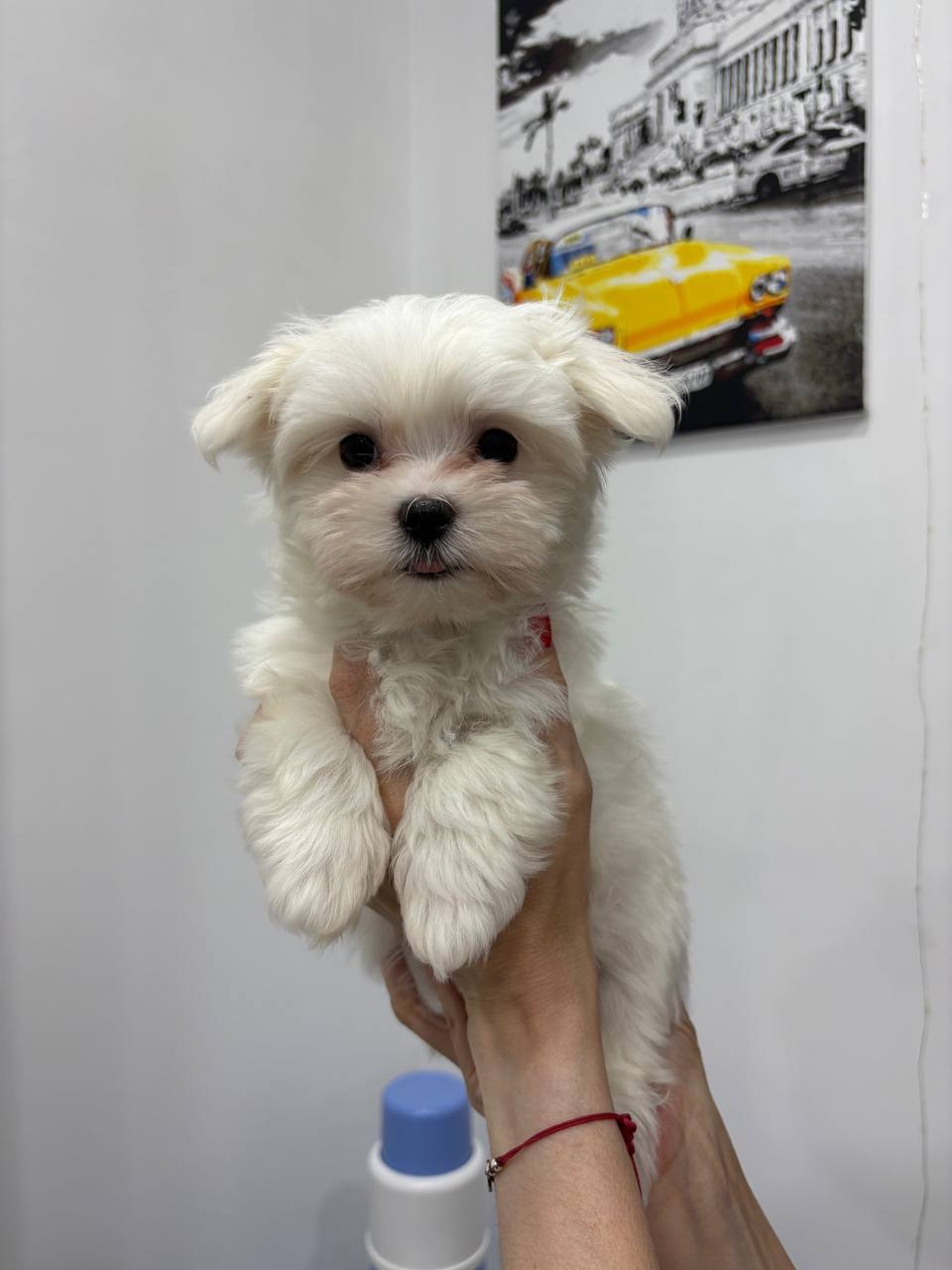 Цуценята хлопчики мальтезе