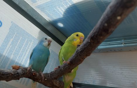 Малыши волнистого попугая