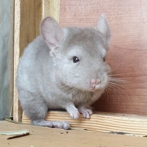 Маленькая самочка шиншиллы бежевая эбони носительница ангоры