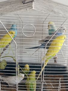 Продам волнистых попугаев