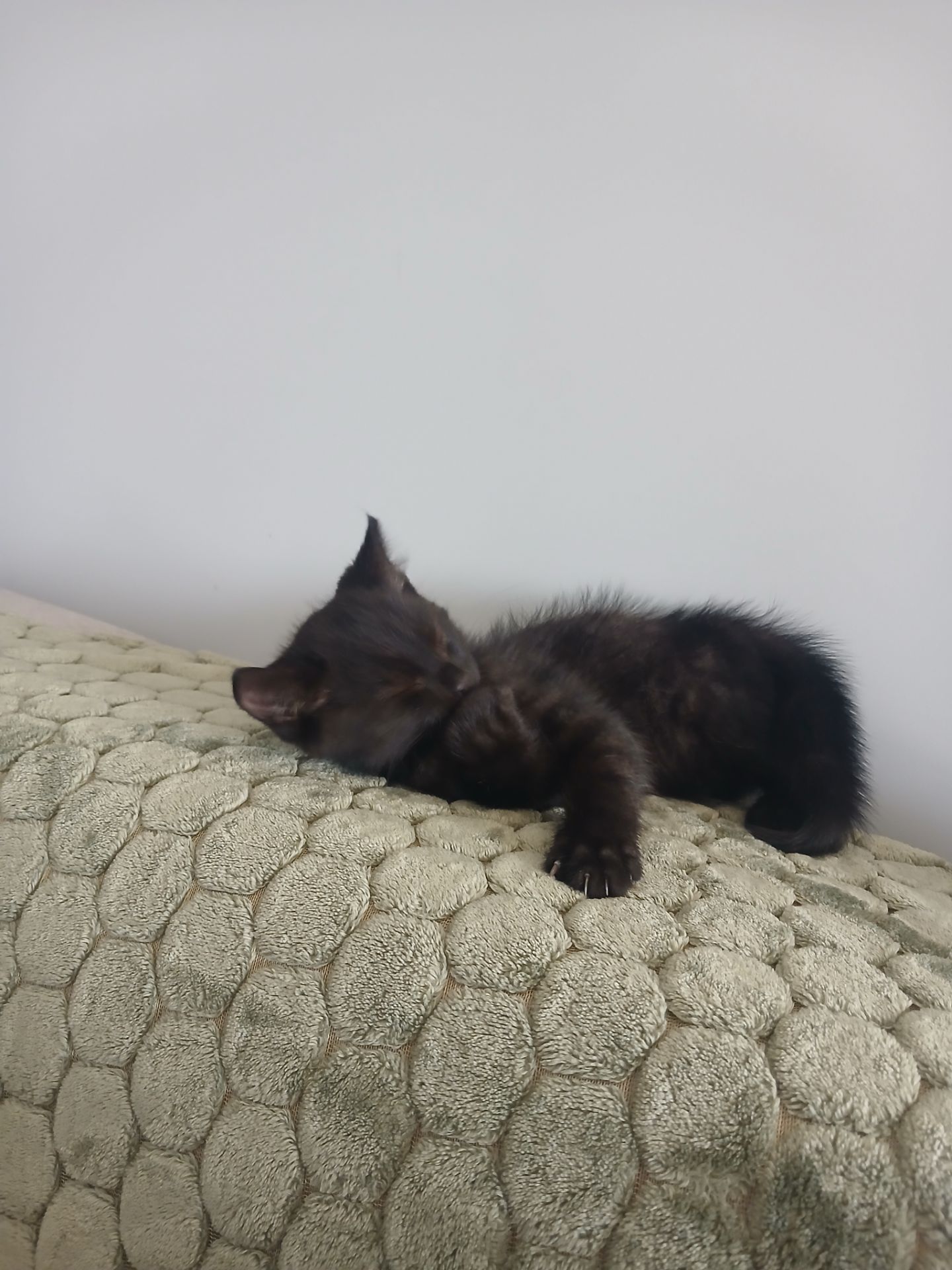 Віддам кошення