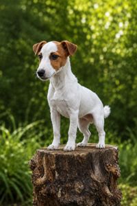 Хлопчик шоу класа