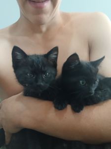 Віддам кошення