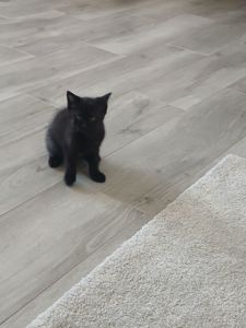 Віддам кошення