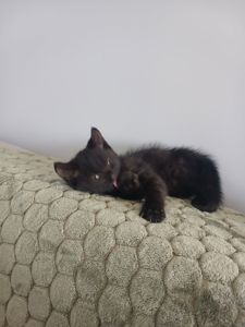 Віддам кошення