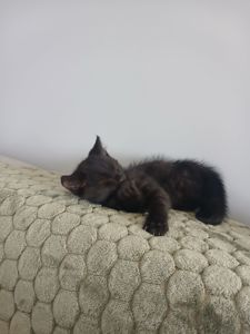 Віддам кошення