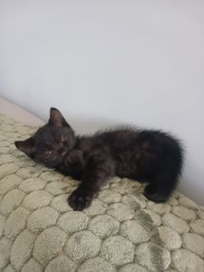 Віддам кошення
