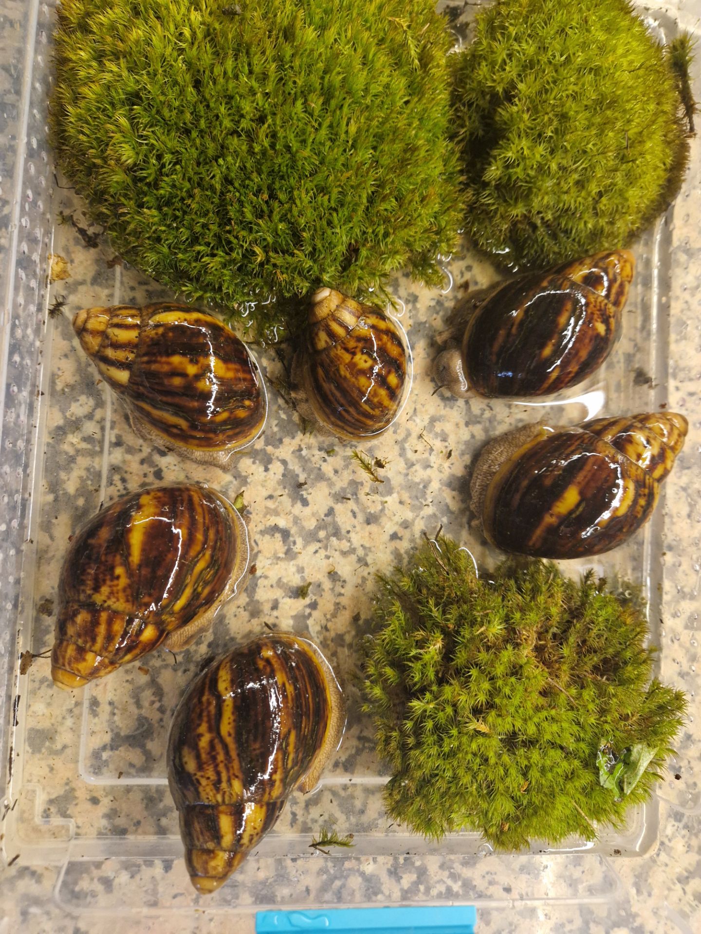 Marginata var Ovum Black Standard