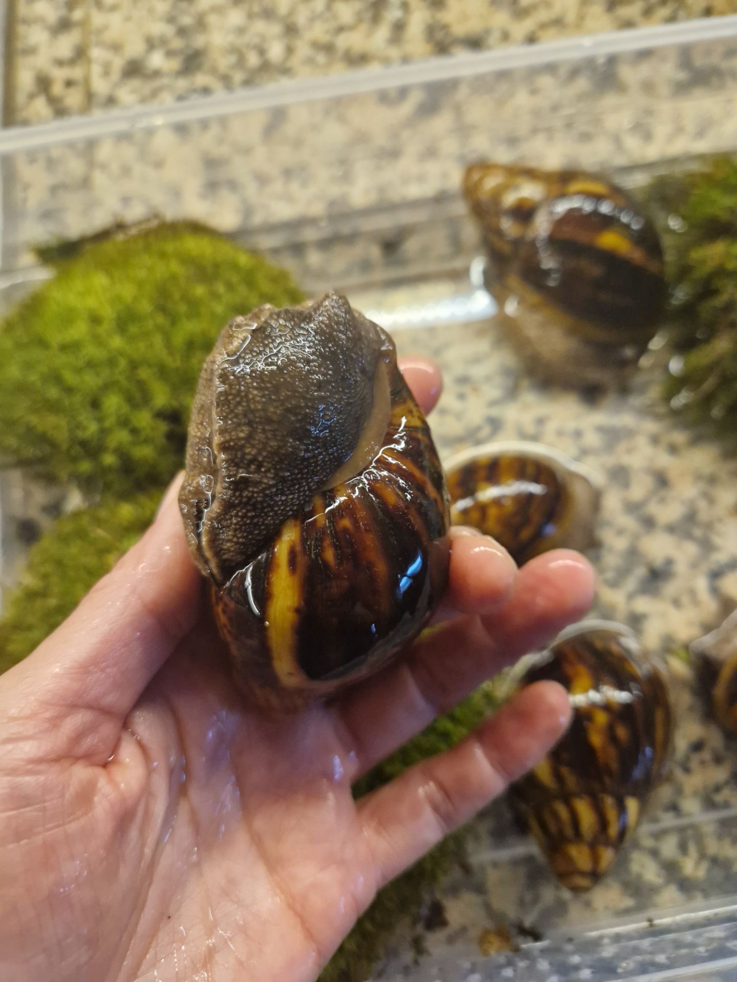 Marginata var Ovum Black Standard