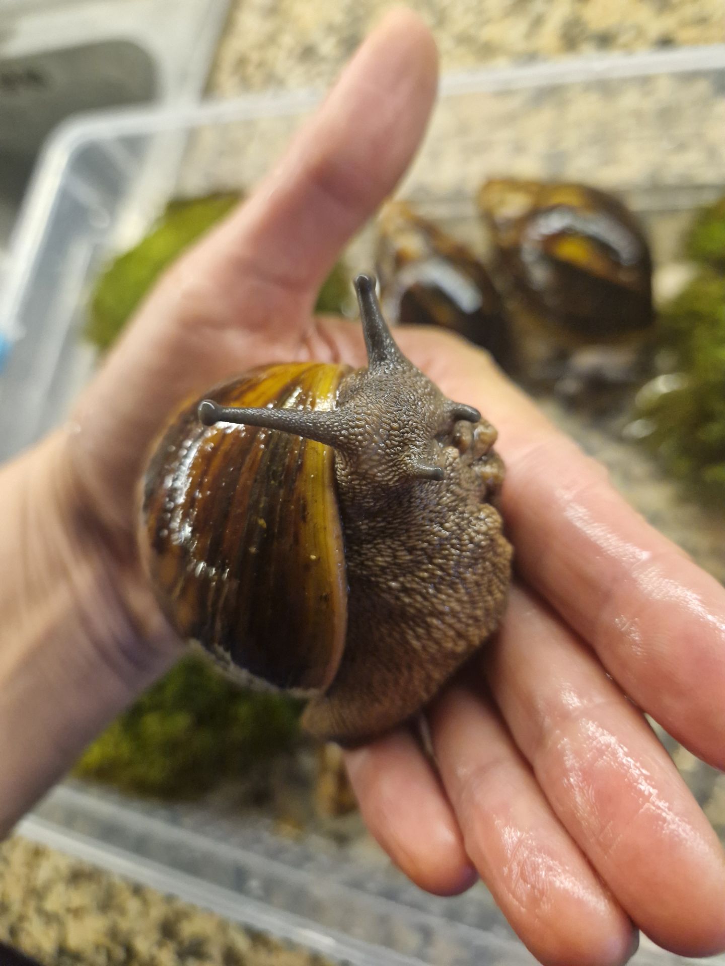 Marginata var Ovum Black Standard