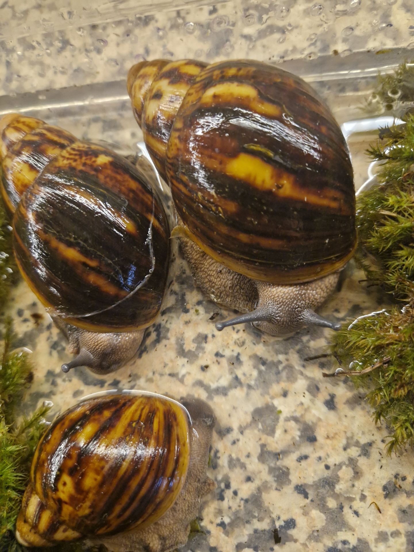 Marginata var Ovum Black Standard