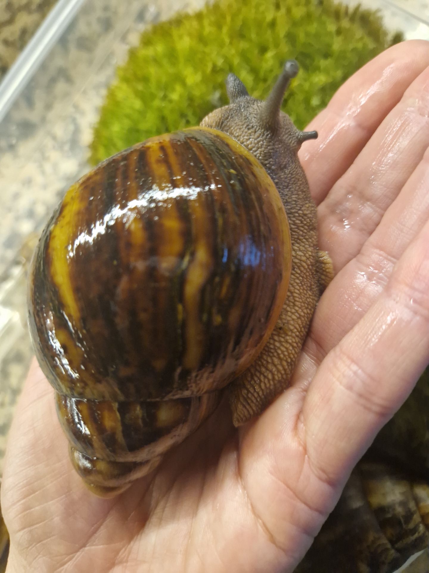 Marginata var Ovum Black Standard