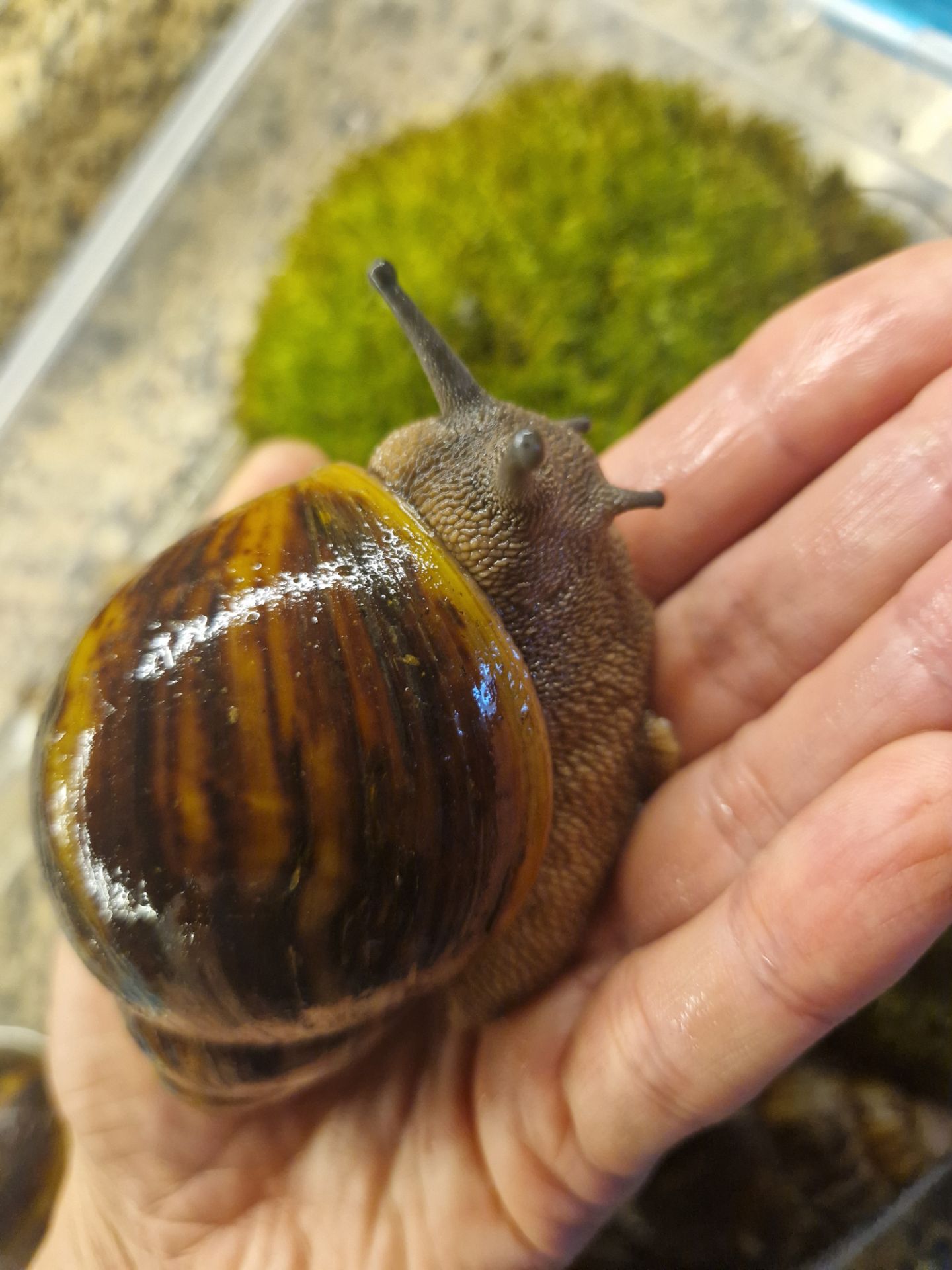 Marginata var Ovum Black Standard