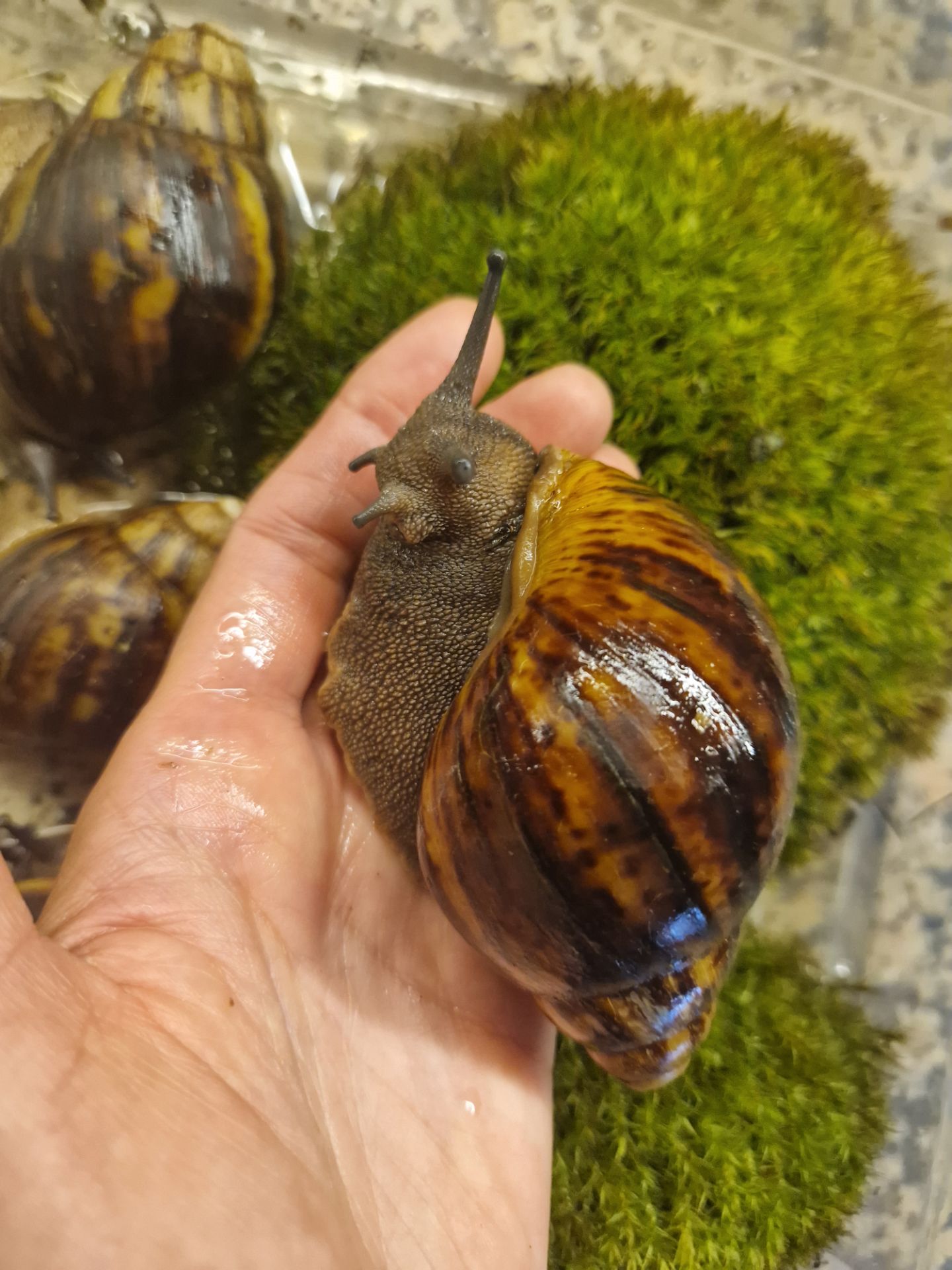 Marginata var Ovum Black Standard
