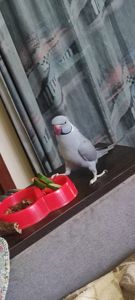 Пара Сірих Ожерелових папуг