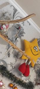 Пара Сірих Ожерелових папуг