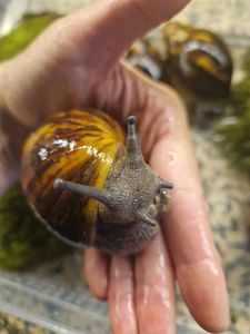 Marginata var Ovum Black Standard
