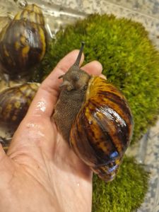 Marginata var Ovum Black Standard