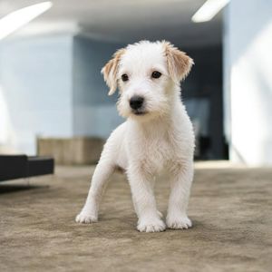 Кобель Шоу клас