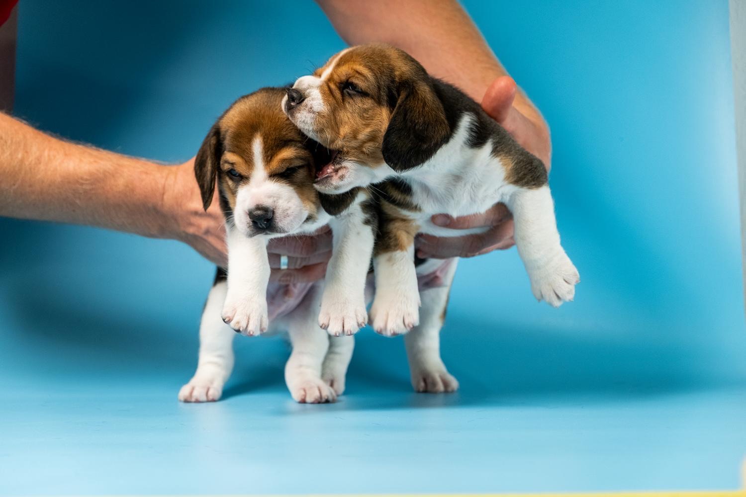 Цуценята породи бігль
