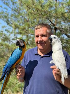 Ара синьо-жовті, ручні пташенята