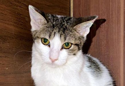 Аліса