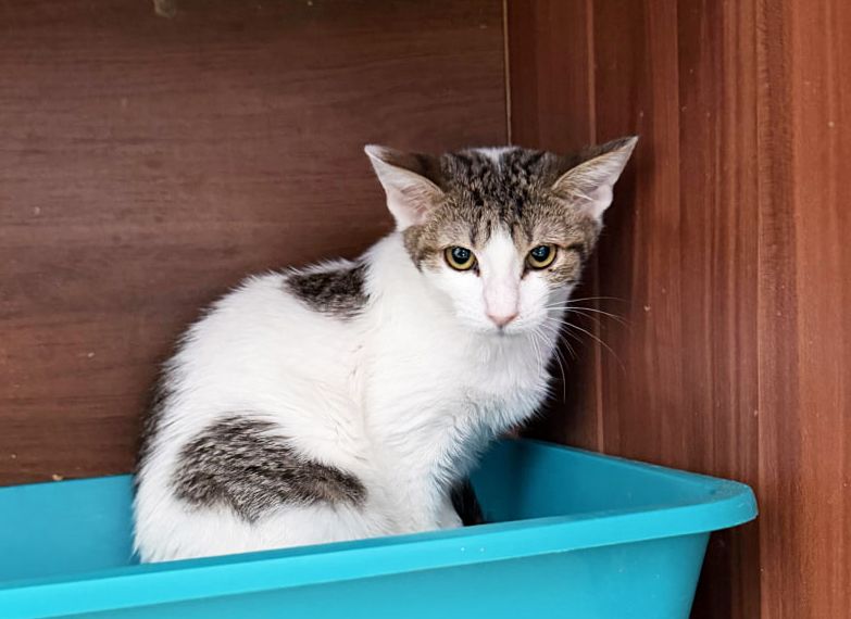 Аліса