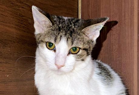 Аліса
