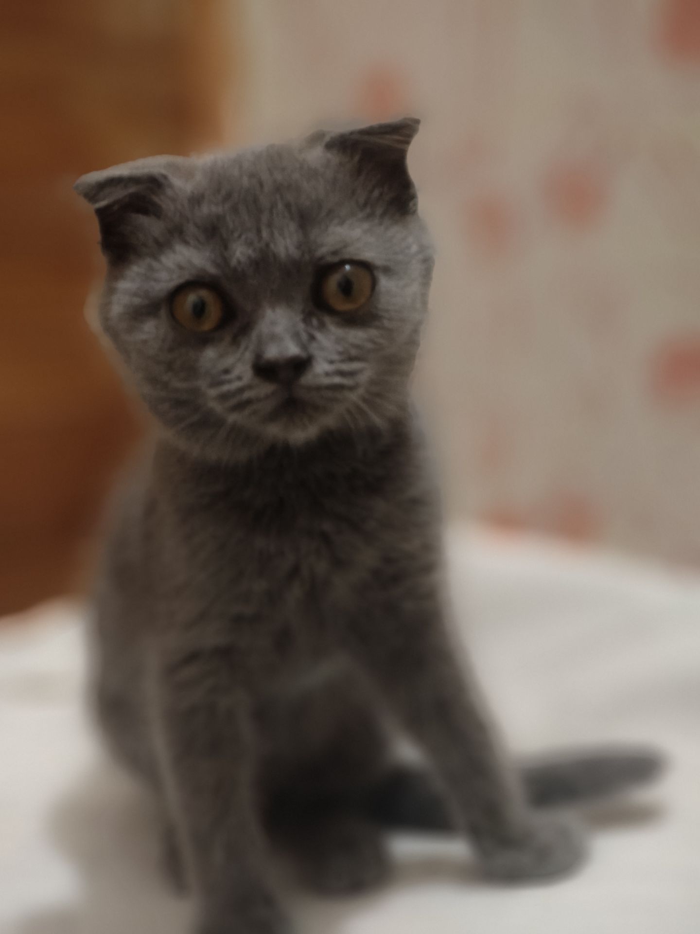 Дівчинка, 2,5 місяці