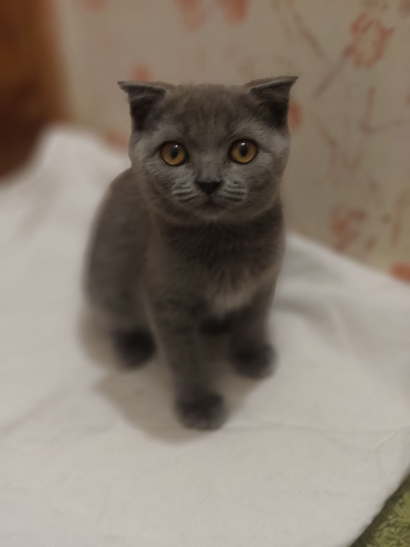 Хлопчик, 2,5 місяці