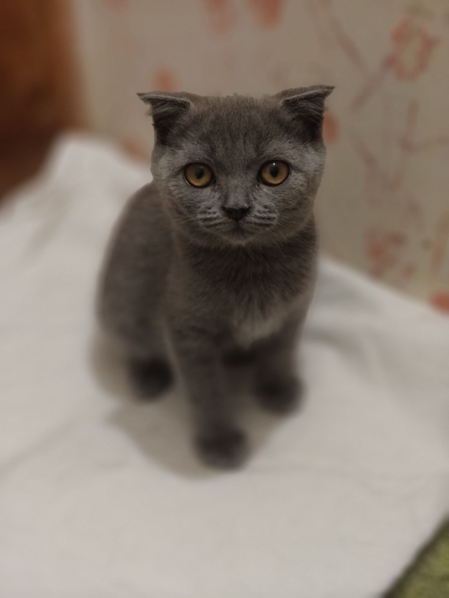 Хлопчик, 2,5 місяці