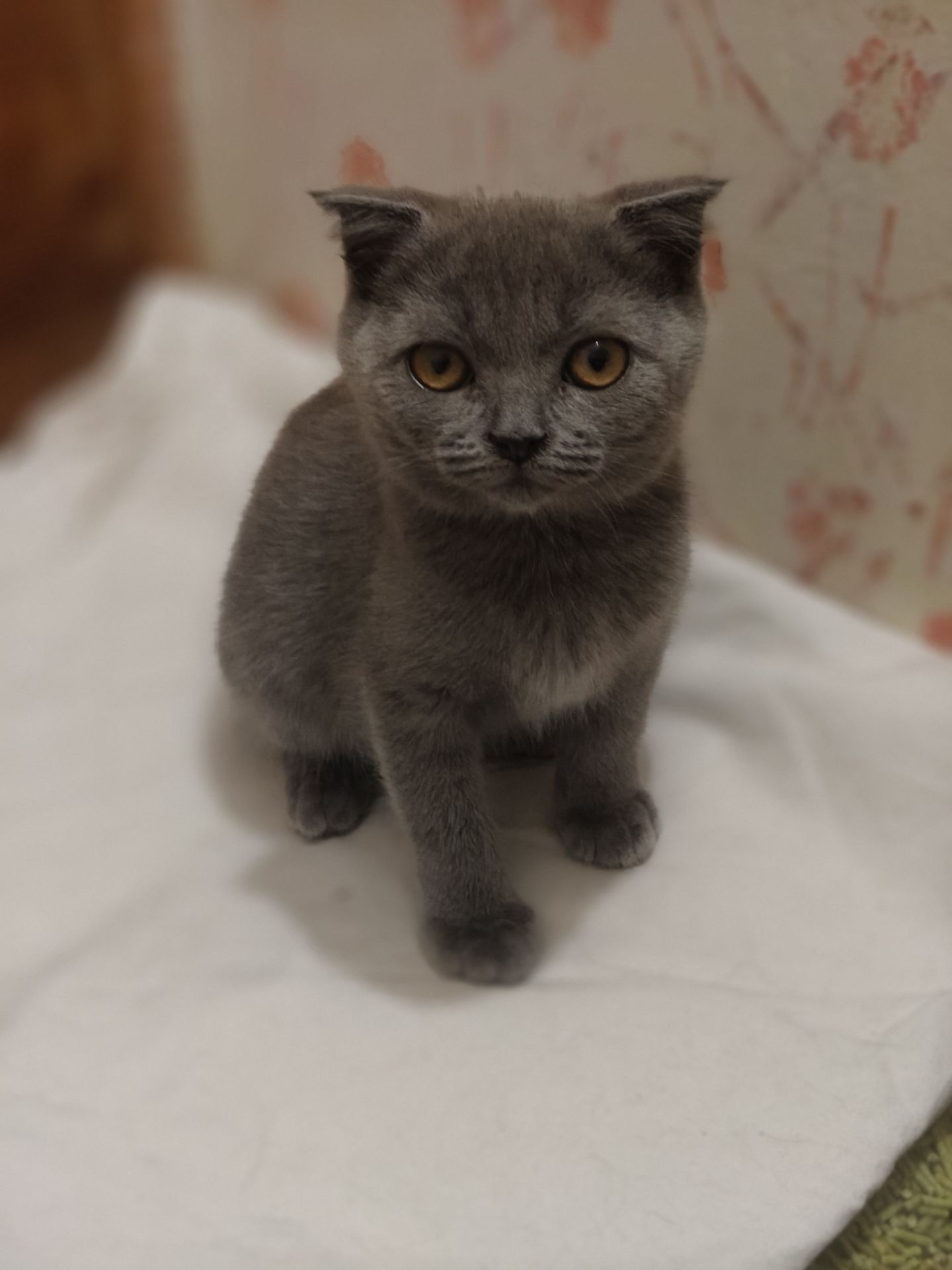 Хлопчик, 2,5 місяці