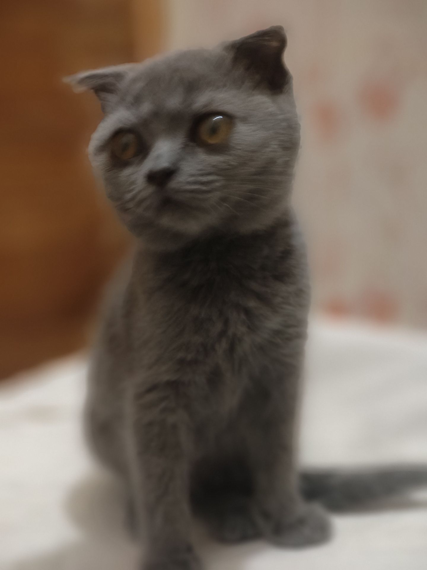 Дівчинка, 2,5 місяці