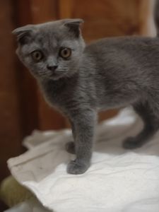 Дівчинка, 2,5 місяці