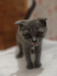 Дівчинка, 2,5 місяці
