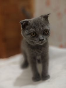 Дівчинка, 2,5 місяці