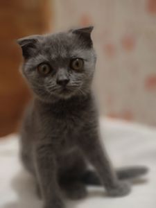 Дівчинка, 2,5 місяці