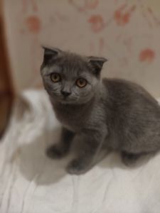 Хлопчик, 2,5 місяці