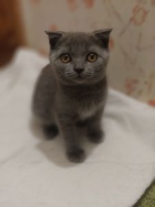 Хлопчик, 2,5 місяці