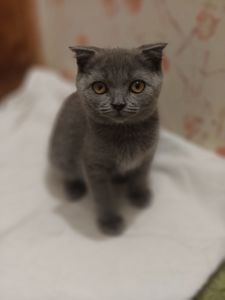 Хлопчик, 2,5 місяці