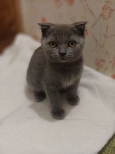 Хлопчик, 2,5 місяці
