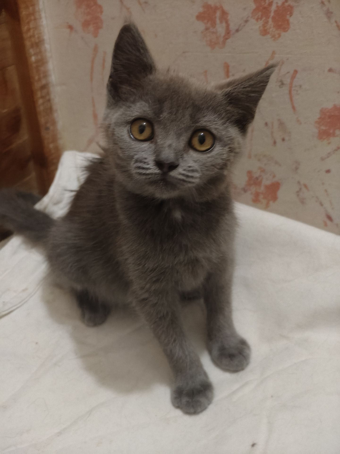 Дівчинка, 2,5 місяці